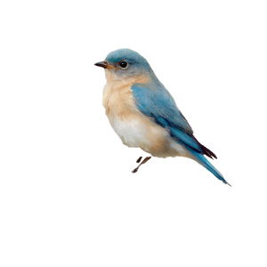 Bluebird On Wildflowers Vinyl Car Decal Sticker – Waterproof & UV-Resistant 6.826666666666667"
