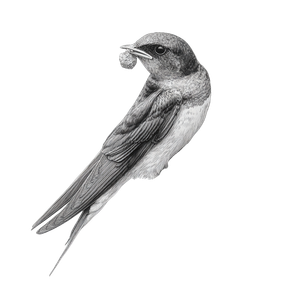 Swallow Building Nest V2 Vinyl Car Decal Sticker – Waterproof & UV-Resistant 3.4133333333333336"