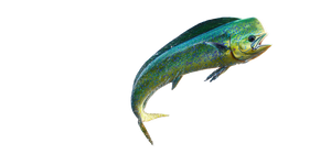 Leaping Mahi-Mahi Vinyl Car Decal Sticker – Waterproof & UV-Resistant 5.12"
