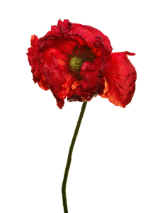 Surreal Poppy Flower Vinyl Car Decal Sticker – Waterproof & UV-Resistant 8.213333333333333"