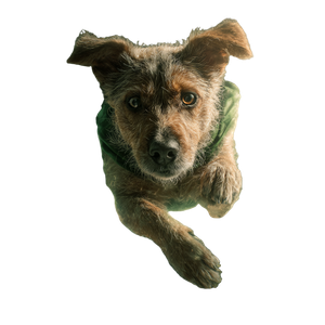 Hulk Dog Flying Vinyl Car Decal Sticker – Waterproof & UV-Resistant 3.4133333333333336"