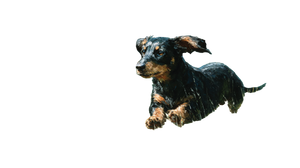 Running Dachshund Giagia Vinyl Car Decal Sticker – Waterproof & UV-Resistant 2.72"