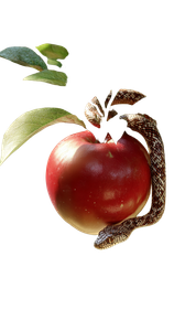 Snake On Apple Vinyl Car Decal Sticker – Waterproof & UV-Resistant 4.8533333333333335"