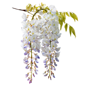 Wisteria White Flowers Vinyl Car Decal Sticker – Waterproof & UV-Resistant 6.826666666666667"