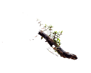 Twig On Moss Vinyl Car Decal Sticker – Waterproof & UV-Resistant 6.