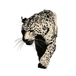 Walking Leopard Sketch Vinyl Car Decal Sticker – Waterproof & UV-Resistant 3.4133333333333336"
