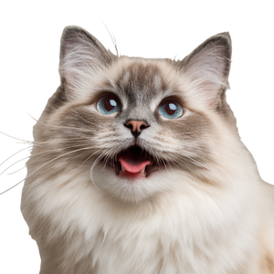 Happy Ragdoll Cat V5 Vinyl Car Decal Sticker – Waterproof & UV-Resistant 3.4133333333333336"