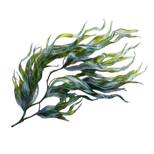 Kelp Algae Vinyl Car Decal Sticker – Waterproof & UV-Resistant 6.826666666666667"