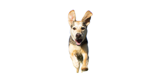 Playful Running Dog Vinyl Car Decal Sticker – Waterproof & UV-Resistant 5.4