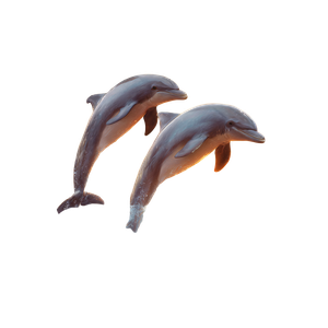 Dolphins At Sunset V4 Vinyl Car Decal Sticker – Waterproof & UV-Resistant 3.4133333333333336"
