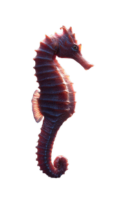Majestic Seahorse Close-Up Vinyl Car Decal Sticker – Waterproof & UV-Resistant 4.8533333333333335"