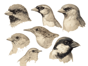 Finch Beak Sketches Vinyl Car Decal Sticker – Waterproof & UV-Resistant 6.1866666666666665"