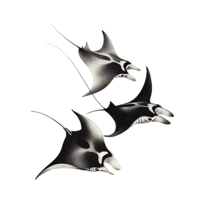 Minimalist Manta Rays Vinyl Car Decal Sticker – Waterproof & UV-Resistant 3.4133333333333336"