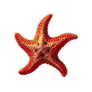 Starfish Illustration V2 Vinyl Car Decal Sticker – Waterproof & UV-Resistant 3.4133333333333336"