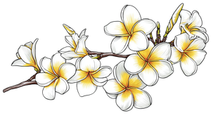 Balinese Frangipani Branch Vinyl Car Decal Sticker – Waterproof & UV-Resistant 5.4