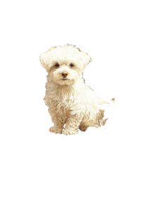 Maltese Dog Portrait V2 Vinyl Car Decal Sticker – Waterproof & UV-Resistant 8.96"