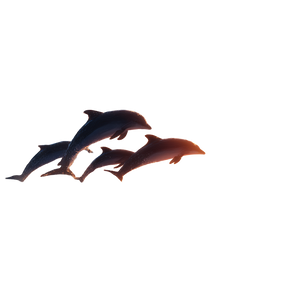 Dolphins At Sunrise V2 Vinyl Car Decal Sticker – Waterproof & UV-Resistant 3.4133333333333336"