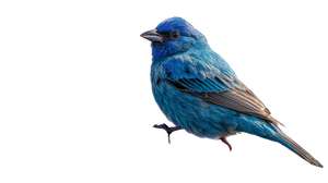 Vibrant Blue Songbird Vinyl Car Decal Sticker – Waterproof & UV-Resistant 2.72"