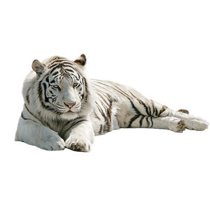 Chinese White Tiger Vinyl Car Decal Sticker – Waterproof & UV-Resistant 3.4133333333333336"