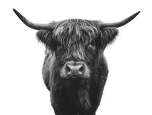 Highland Cow Portrait V9 Vinyl Car Decal Sticker – Waterproof & UV-Resistant 3.0933333333333333"