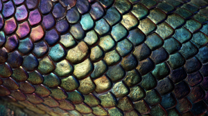 Iridescent Snake Skin Vinyl Car Decal Sticker – Waterproof & UV-Resistant 2.72"