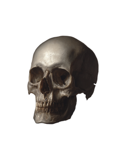 Vanitas Still Life Vinyl Car Decal Sticker – Waterproof & UV-Resistant 8.213333333333333"