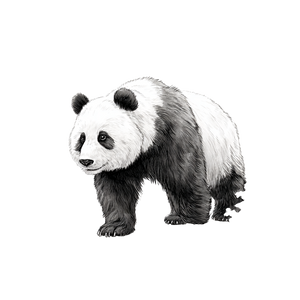 Panda Coloring Page Vinyl Car Decal Sticker – Waterproof & UV-Resistant 3.4133333333333336"