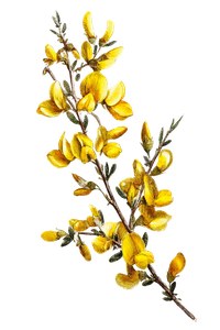Broom Sprig Etching Vinyl Car Decal Sticker – Waterproof & UV-Resistant 8.96"