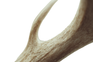 Deer Antler Macro Vinyl Car Decal Sticker – Waterproof & UV-Resistant 2.986666666666667"