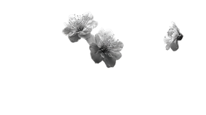 Blooming Peach Blossoms Vinyl Car Decal Sticker – Waterproof & UV-Resistant 5.4