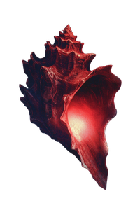 Glowing Conch Shell Vinyl Car Decal Sticker – Waterproof & UV-Resistant 8.96"