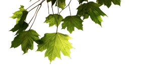Leaf Veins Bokeh Vinyl Car Decal Sticker – Waterproof & UV-Resistant 5.4