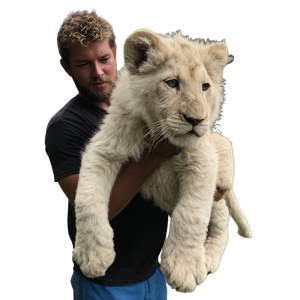 White Lion Cub Vinyl Car Decal Sticker – Waterproof & UV-Resistant 3.4133333333333336"