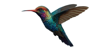Vibrant Hummingbird Mid-Flight Vinyl Car Decal Sticker – Waterproof & UV-Resistant 5.4