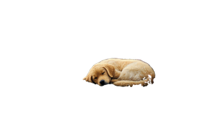 Sleeping Golden Retriever V28 Vinyl Car Decal Sticker – Waterproof & UV-Resistant 2.72"