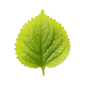 Perilla Leaf Isolated Vinyl Car Decal Sticker – Waterproof & UV-Resistant 3.4133333333333336"