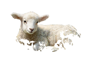 White Lamb Among Flowers Vinyl Car Decal Sticker – Waterproof & UV-Resistant 3.0