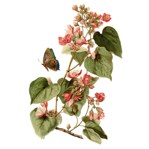 Butterfly Vine Illustration Vinyl Car Decal Sticker – Waterproof & UV-Resistant 3.4133333333333336"