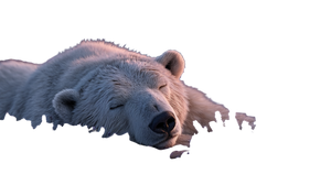 Sleeping Polar Bear V5 Vinyl Car Decal Sticker – Waterproof & UV-Resistant 5.4