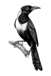 Venezuelan Turpial Linocut Vinyl Car Decal Sticker – Waterproof & UV-Resistant 8.96"