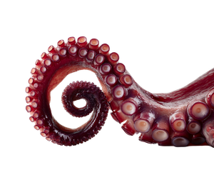 Red Octopus Tentacle V2 Vinyl Car Decal Sticker – Waterproof & UV-Resistant 3.253333333333333