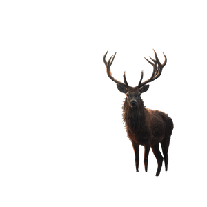 Majestic Red Deer V5 Vinyl Car Decal Sticker – Waterproof & UV-Resistant 6.826666666666667"