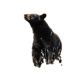 Curious Black Bear V2 Vinyl Car Decal Sticker – Waterproof & UV-Resistant 6.826666666666667"