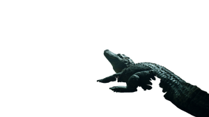Dominant Alligator Victorious Vinyl Car Decal Sticker – Waterproof & UV-Resistant 5.4