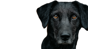 Soulful Stray Dog Vinyl Car Decal Sticker – Waterproof & UV-Resistant 5.4