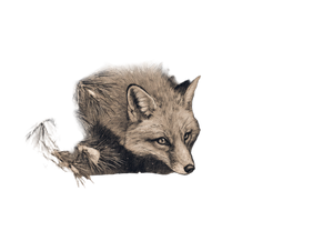 Fox In Winter V4 Vinyl Car Decal Sticker – Waterproof & UV-Resistant 3.0933333333333333"