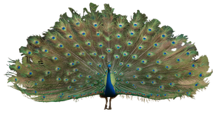 Peacock Tail Display Vinyl Car Decal Sticker – Waterproof & UV-Resistant 2.72"