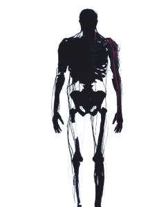 Human Anatomy Diagram V3 Vinyl Car Decal Sticker – Waterproof & UV-Resistant 8.0"