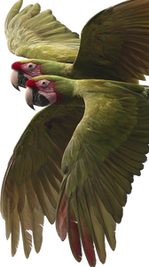 Flying Green Macaws Vinyl Car Decal Sticker – Waterproof & UV-Resistant 9.706666666666667"