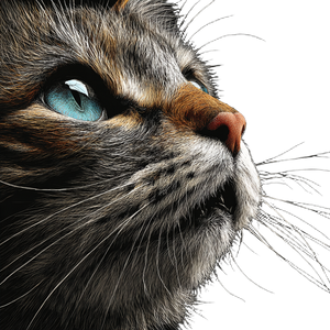 Angry Cat V5 Vinyl Car Decal Sticker – Waterproof & UV-Resistant 6.826666666666667"
